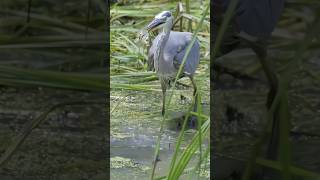 unique bard attack fish beautifulanimals nature birds beautifulbirds foryou animals [upl. by Magna256]