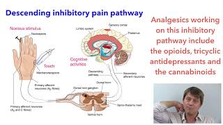 Acetaminophen paracetamol pharmacology [upl. by Adnole]