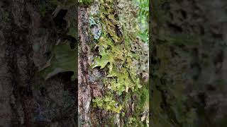 Lungwort lung lichen Lobaria pulmonaria 5500 ft Mitchell Trail NC [upl. by Jamilla]