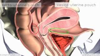 Introduction to Female Reproductive Anatomy  3D Anatomy Tutorial [upl. by Anana]