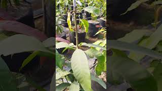 MULTI ROOTSTOCK PLANT mangofarming MULTIROOTSTOCK [upl. by Kerk]