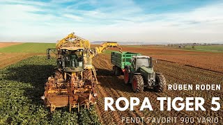 Ropa Tiger 5 amp Fendt Favorit 900 Vario  Rüben roden Sound [upl. by Dinerman880]