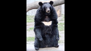 Asiatic Black Bear Moon bear [upl. by Heaps938]