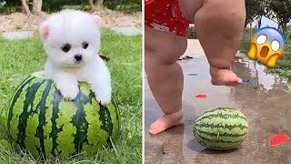 Cute Pomeranian Puppies Doing Funny Things  Cute and Funny Dogs  Mini Pom [upl. by Ihcego]