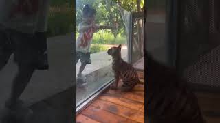 Summer vacation fun plan Fat Cat Second sister please let me out I want to play with you [upl. by Ivanna463]