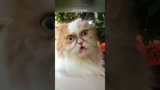 Cat Lover 🐱 Cute Cats Kittens 🐈‍⬛ mewmew Part 6532 [upl. by Jenilee]