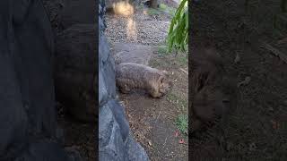 quotGood scratchquot Adorable wombat rubs behind against rock to scratch an itch [upl. by Valorie766]