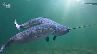 Rare Audio of Narwhal Buzzes Clicks and Whistles Captured [upl. by Farrel]