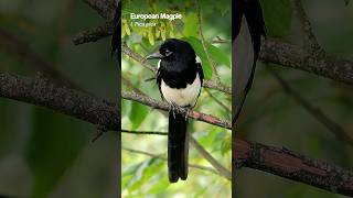 The striking European Magpie in Summer birds [upl. by Adivad]