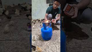 1500 Desi Chicks Farming Day and Feed Update 🐥❤️ 🐣shortsfeed indianwedding shortsindia [upl. by Annam]