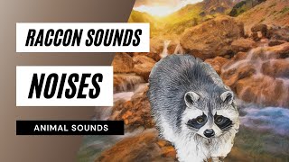 Raccoon Sounds Noises  raccoon sounds  raccoon noises  animal sounds [upl. by Ineslta]