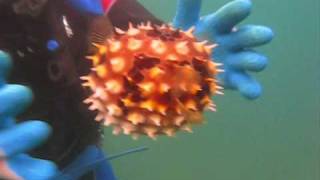 Pufferfish vs Porcupinefish Puffed Up [upl. by Niuqauj]