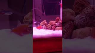 MY TETRA FISH TANK😍FISH LOVER 1994subscribe 🙏 [upl. by Namia167]