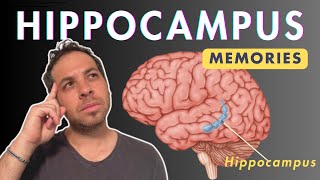 Hippocampus and Memories [upl. by Haeli]