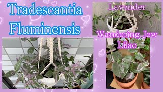 TRADESCANTIA FLUMINENSIS Lavender  Wandering Jew Lilac or Spiderwort Plants  トラディスカンチア植物  Be ben [upl. by Sancho879]