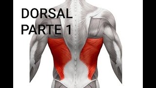 Ejercicio para el dorsal en casa para principiantes [upl. by Leanne]