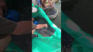 Baby Pangasius Catfish in Fish Farming iv fishing fish facts shortvideo shorts short [upl. by Suh]