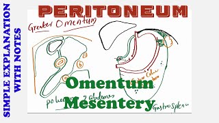 PERITONEUM OMENTUM MESENTERY [upl. by Dlaniger]