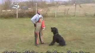 riesenschnauzer protection schutzhund IPO training Kofi 2009 [upl. by Sapphire515]