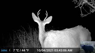 Deer at Night Trigger Our Trail Camera [upl. by Aninep]