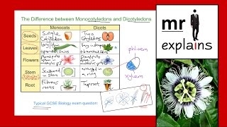 mr i explains The Difference between Monocotyledons and Dicotyledons [upl. by Lune118]