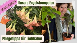 Engelstrompeten Tipps vom Profi zur Pflege  mit Versandangebot für deine Engelstrompete [upl. by Sirois]