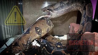 XL RAT Boa Quickly Finishes Meal  WARNING VIEWER DISCRETION ADVISED [upl. by Julieta336]