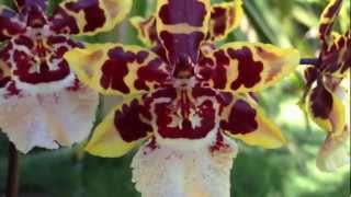 Orchid care Phalaenopsis alternative Oncidium Colmanara Wildcat [upl. by Ramunni]