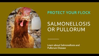 Salmonellosis Pullorum Disease [upl. by Leirraj]