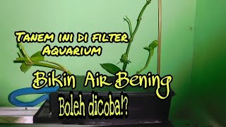 Tanam Sirih Gading di Box Filter Aquarium [upl. by Burbank]