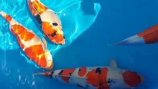 Holland Koi Show 2023 film [upl. by Arch]