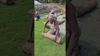 Cricket Grass Farming Process In India shorts making factoryindie [upl. by Noiztneb82]