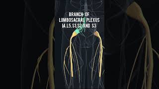 Anatomy series12  Sciatic Nerve anatomy 3D animation shorts [upl. by Marduk]