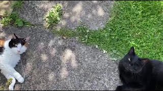 Double Trouble Two oneeyed cats chilling in the garden [upl. by Oeramed]