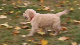 Golden Retriever Puppy For Sale [upl. by Latsyek]