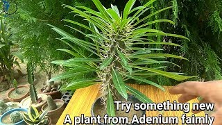 How to grow Pachypodium plant [upl. by Schug]