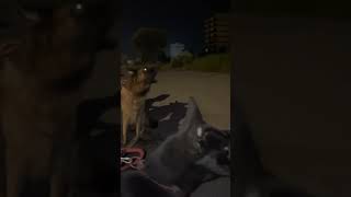 German shepherds vs stray dogsgermanshepherd dogaggression dogattack doglover dogfight pets [upl. by Aymik548]