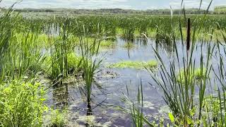 Two Minute Relaxing Horicon Marsh The Cattails [upl. by Stav512]