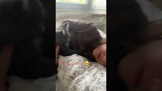 Sleepingtimecat cute catlover animals kitten music chat bestdancerintheworld babycoversong [upl. by Hijoung]