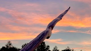 Teaching Wood to Bend Tillering an Ironwood Bow [upl. by Anialeh]