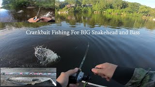 Crankbait Fishing For BIG Snakehead and Bass▎OCCOQUAN RIVER [upl. by Cleary]