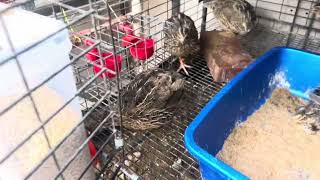 Quail Cage Update [upl. by Saravat]