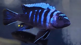 Cynotilapia sp zebroides quotNdonga deepquot  Nols Alvariehobby [upl. by Anahpets]