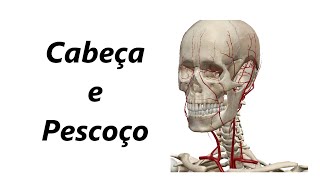 Anatomia das Artérias em 3D  Cabeça e Pescoço [upl. by Gildas]