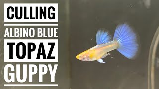 Culling Albino Blue Topaz Ribbon Guppy [upl. by Melak402]