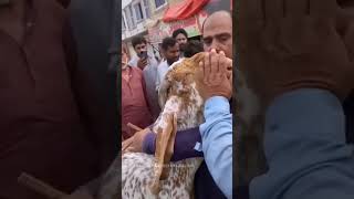 Bakra Eid Kab Hai 2023  bakra Eid 2023 date in india pakistan shortvideo bakra [upl. by Yerbua]