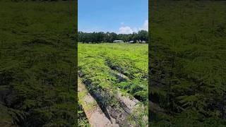 Moringa Tree Farm Grown in Florida moringa moringatree moringaleaves [upl. by Sauer819]