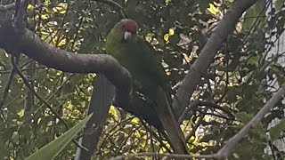 adorable redcrowned parakeets [upl. by Trebla261]