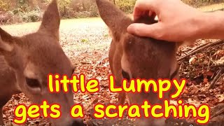 Little Lumpy Gets a Scratching [upl. by Sherrer]