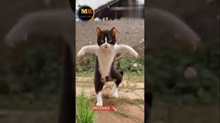 cats dance catvideos cat catlover [upl. by Lingwood]